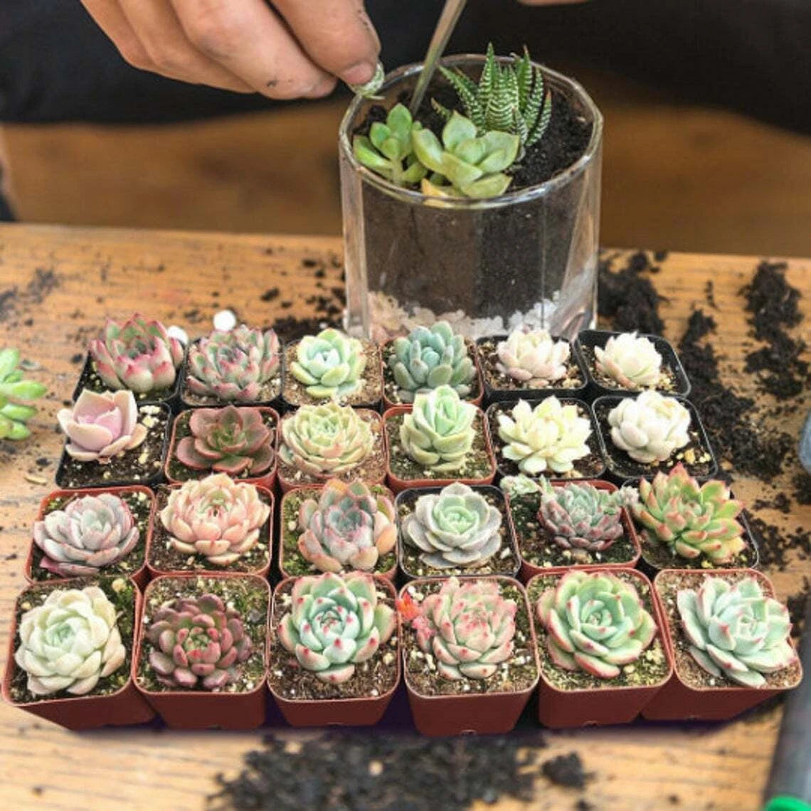 Assorted Echeveria Rosettes Succulent Plants - 24 Packs, 2'' Indoor Garden Decor - Echeveria spp.