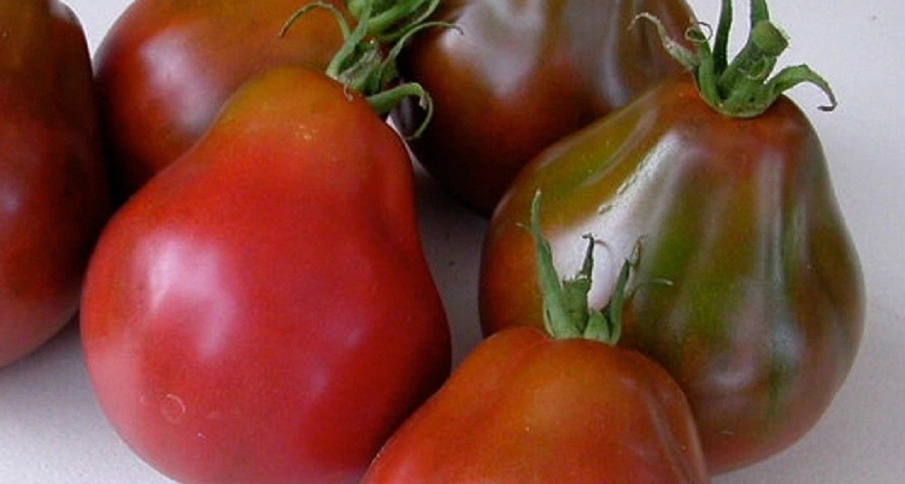 Black Truffle Tomato Seeds, NON-GMO, Japanese Black Trifele, Potato Leaf, Heirloom Variety