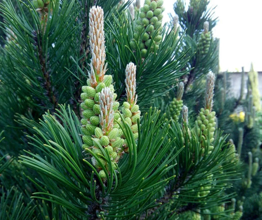 30 White Spruce Tree Seeds for Planting, Picea glauca, Eco-Friendly, Native, Reforestation, Gardening Supplies