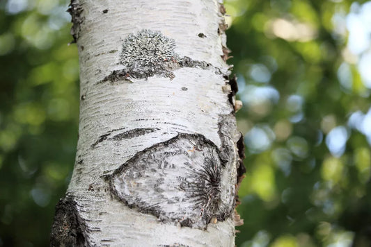 Japanese White Birch Seeds, 100 Count, Betula platyphylla Japonica, Hardy Tree for Landscaping and Garden Projects