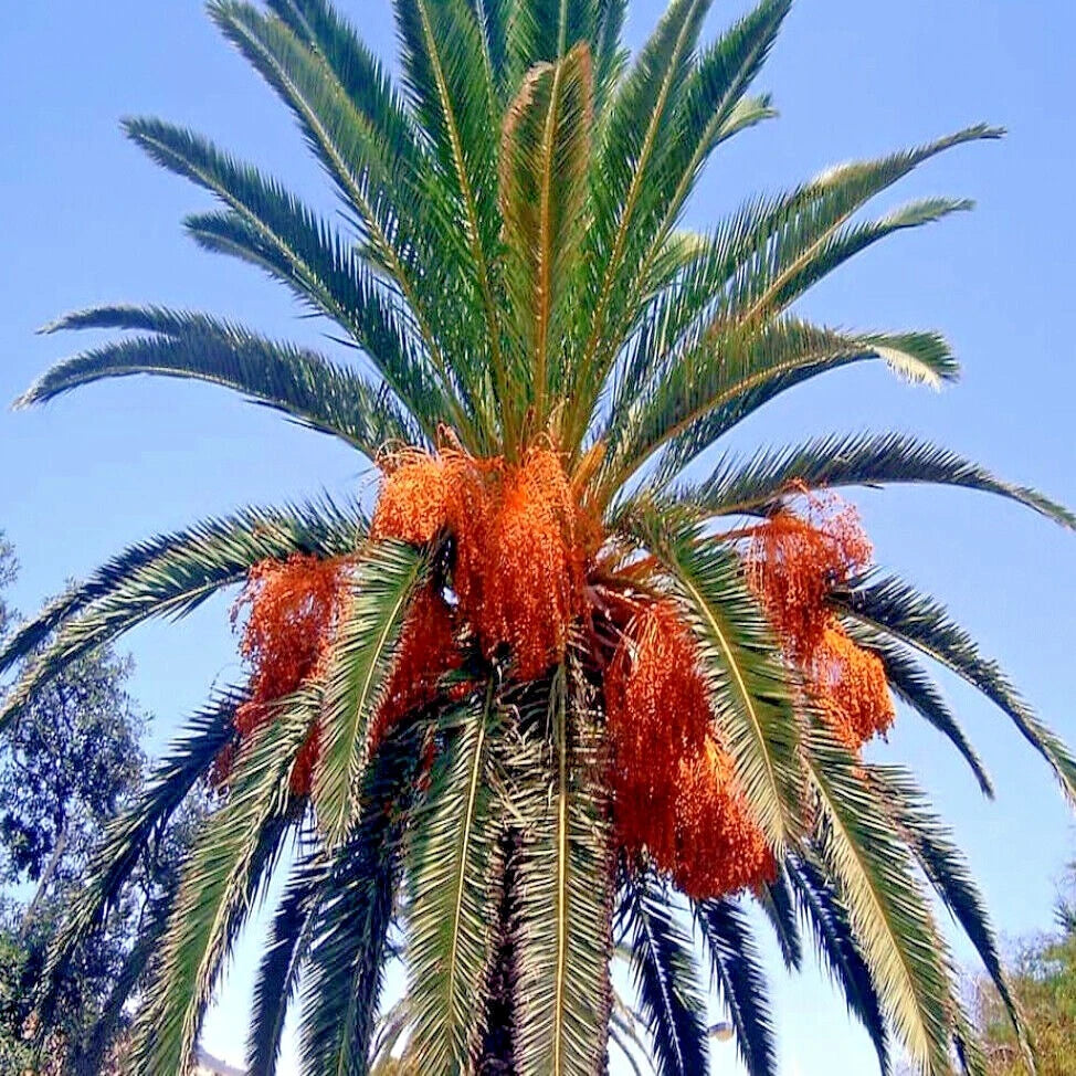10 Canary Island Date Palm Tree Seeds - Hardy Fruit Plant (Phoenix Canariensis) for Garden & Landscaping