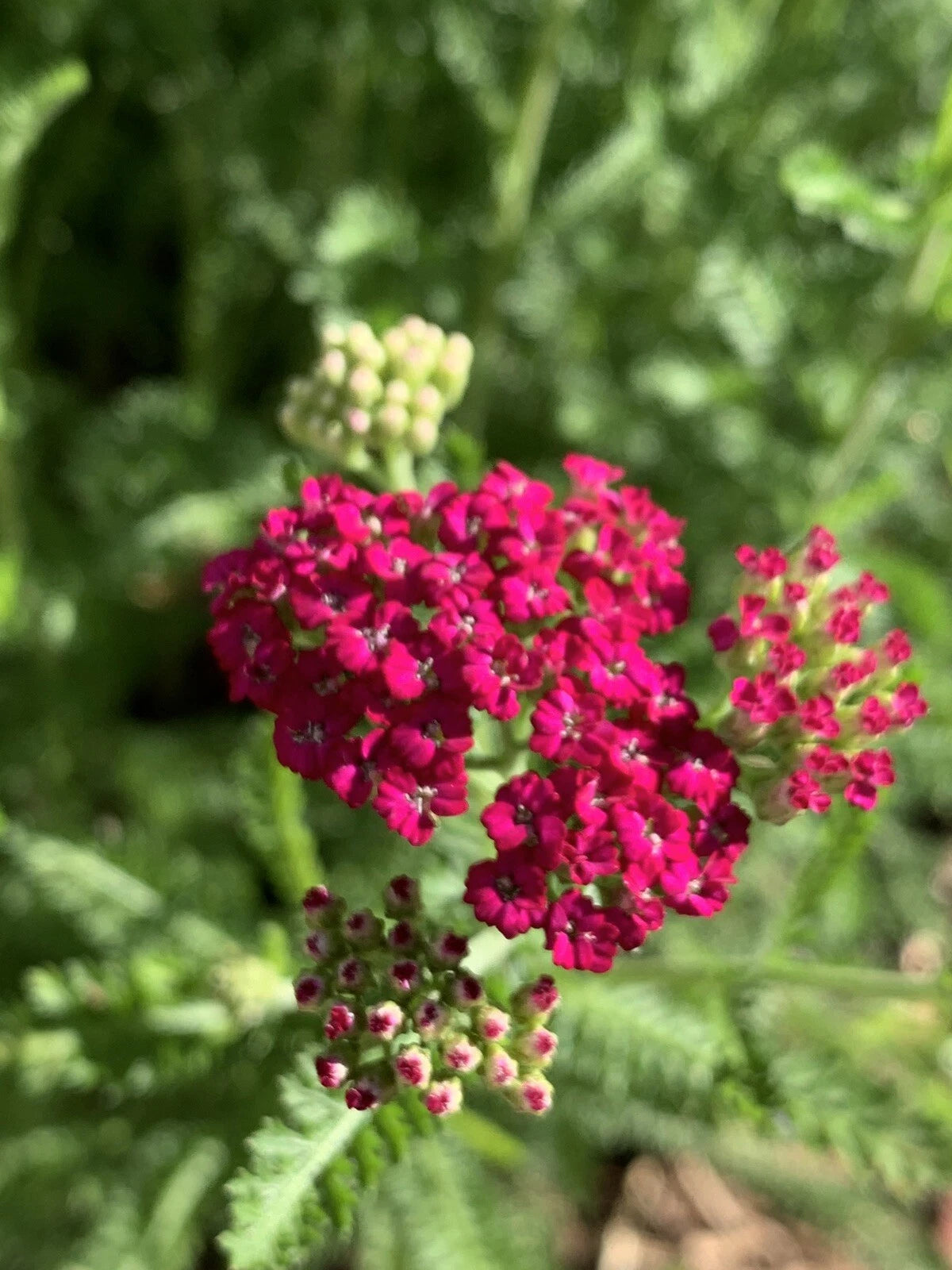 Yarrow Perennial Bare Root Plant Pink Achillea Millefolium Live Garden Flower