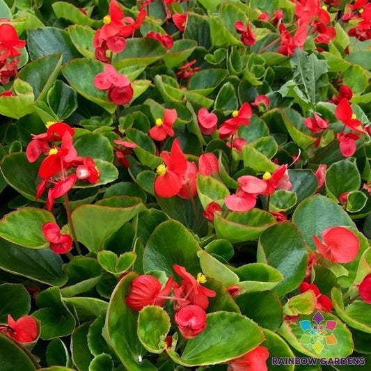 25+ Begonia Seeds - Red with Green Foliage - Ideal for Garden Planting - USA Grown