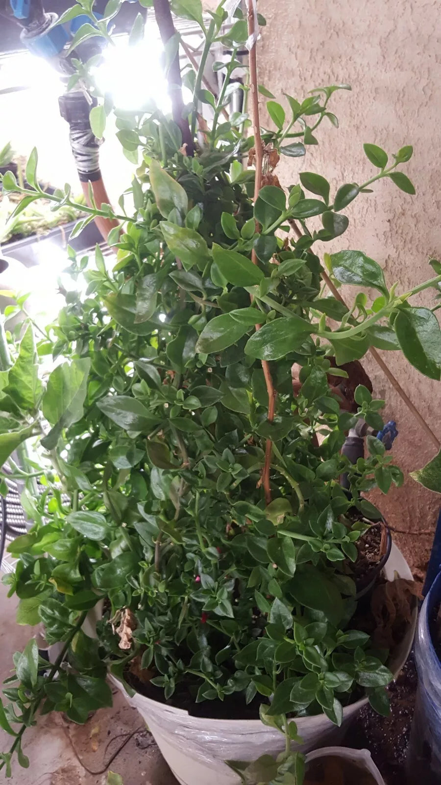 Apple Red Rose Plant Cuttings 3" to 5" Tall, 21 Pcs for Rooting, Rosa spp.