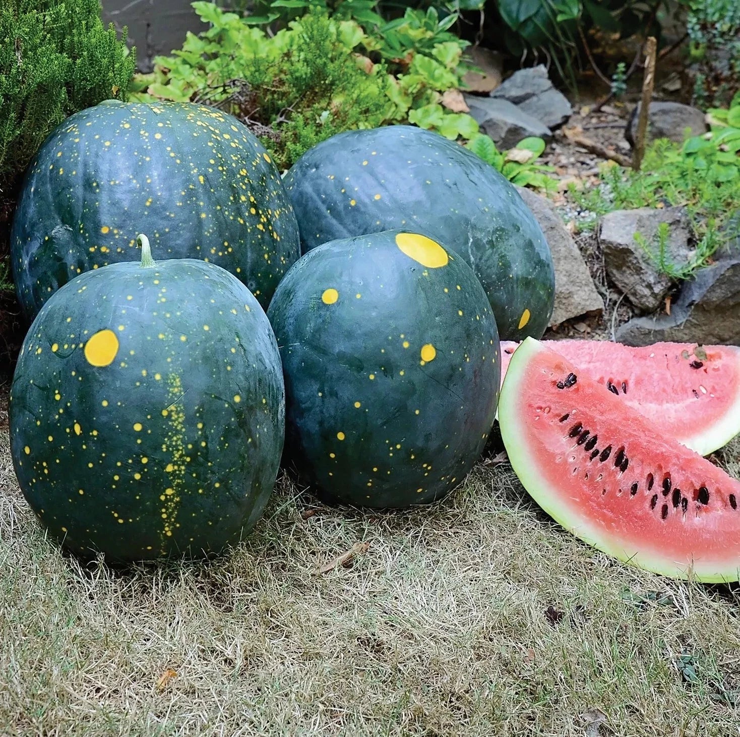 Heirloom Organic Moon and Stars Red Watermelon Seeds - NON GMO - 10 Seeds - Citrullus lanatus
