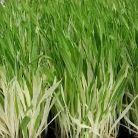 Cat Grass Seeds, 30 Seeds, Variegated Hordeum Vulgare Variegata, Organic Cat Grass for Cats