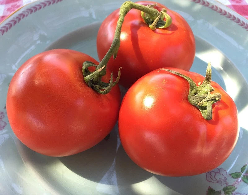 Homestead Tomato Seeds - 6400 Heirloom Seeds for Slicing - Heavy Producer, Survival Variety (Solanum lycopersicum)