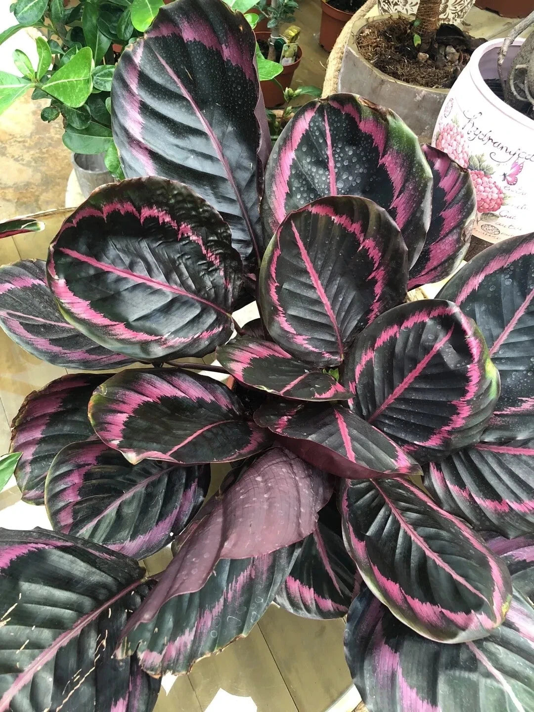 25+ Edgy Pink Calathea Couture Seeds | Beautiful Indoor/Outdoor Plant | Calathea lietzei