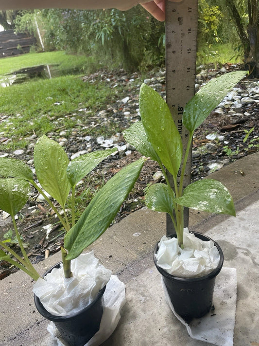 Live Starter Plant 14” Potted Finger Root Krachai Chinese Ginger Keys (กระชาย)