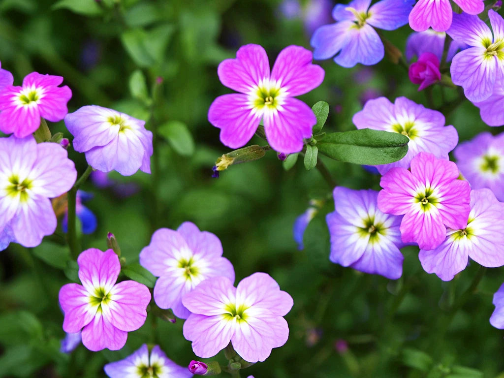 2700 Seeds - Virginia Stock - GroCo USA - Bulk Flower Seeds - Buy Any 15 - Ships Free