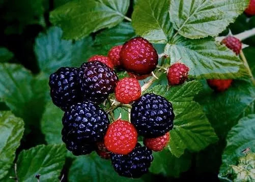 Live Black Raspberry Plant - Organic Wild Fruit Berry - Rubus Occidentalis
