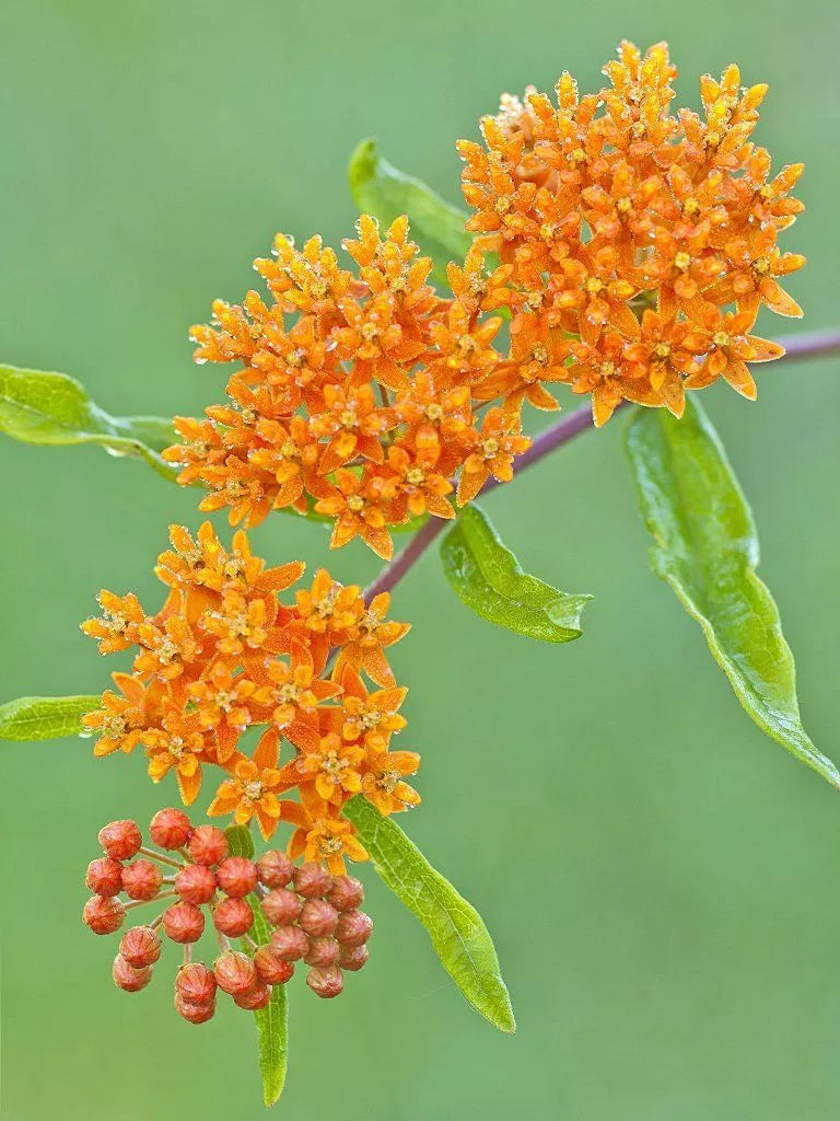 Butterfly Weed Seeds - 30 Seeds - Orange - Asclepias tuberosa - Attract Hummingbirds - GroCo USA