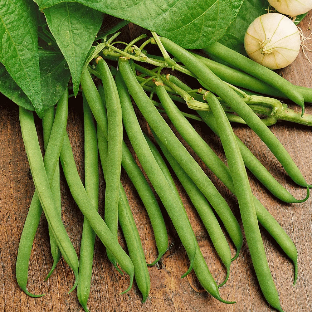 Bulk Green Bean Seeds | Non-GMO Heirloom Vegetable Seeds | 2025 Harvest | Phaseolus vulgaris