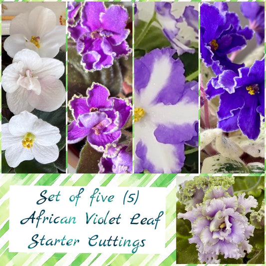 African Violet Leaf Bundle - Set of 5 Unique Cuttings - Gesneriaceae, Indoor Plant Decor, Gardening Supplies