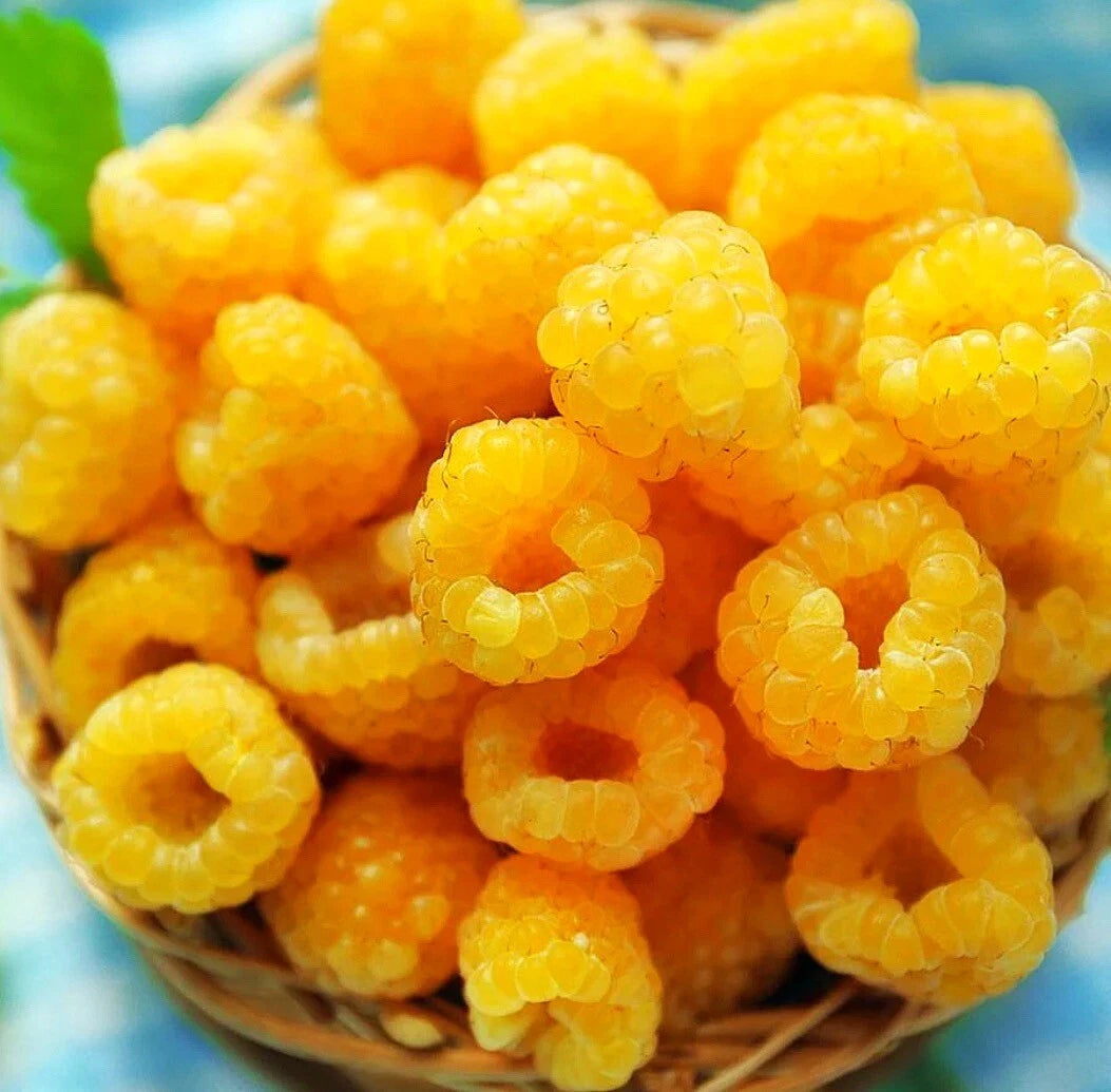 Fall Gold Raspberry Plants - 2 Live Plants - Yellow Fruiting Variety - Rubus idaeus 'Fall Gold'