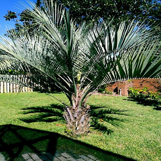 10 Jelly Pindo Palm Tree Seeds, Cold Hardy Tropical Fruit Plant, Butia capitata