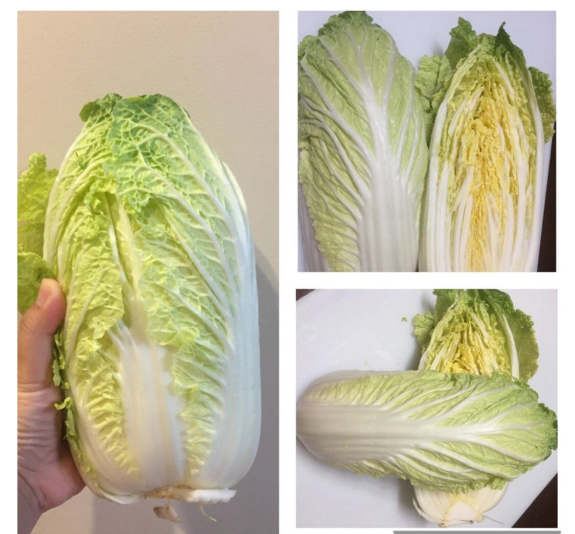 500+ Seeds Napa Cabbage Michihili Chinese Cabbage Non-GMO - Brassica rapa var. pekinensis