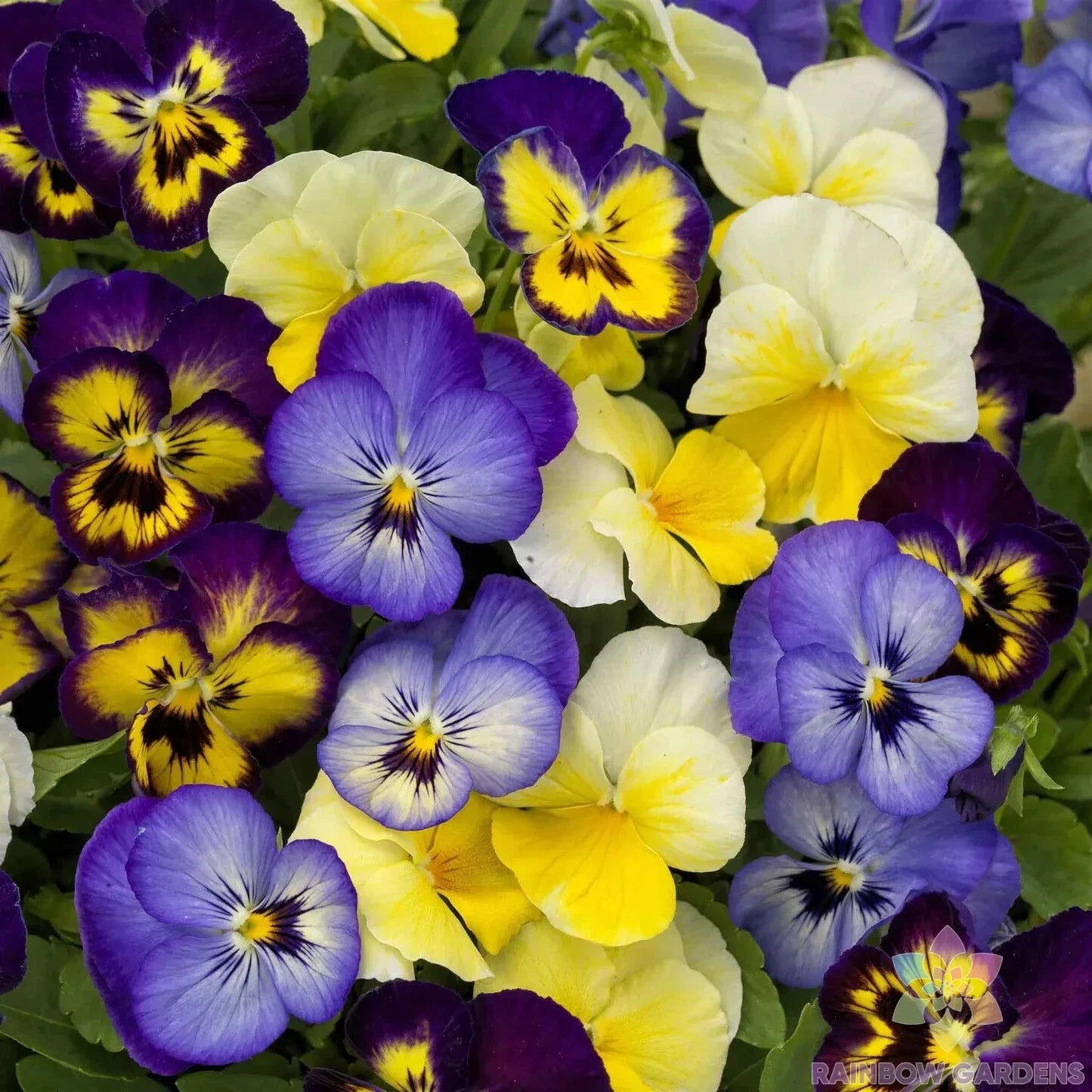200+ Colormax Lemonberry Pie Mix Pansy Seeds - Viola Flowers for Garden, Easy to Grow, Vibrant Colors