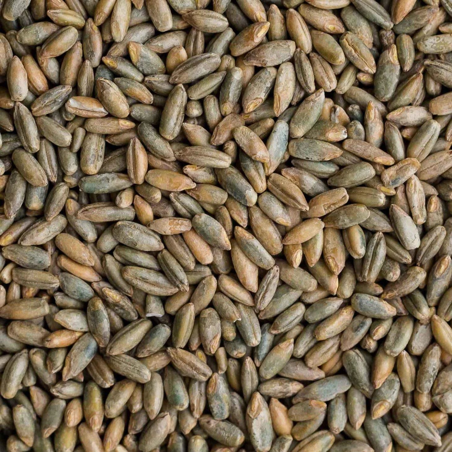 Rye Berries 25 lb Bag - High Fiber & Iron - CZ Grain Signature Variety - Whole Grains for Baking and Cooking