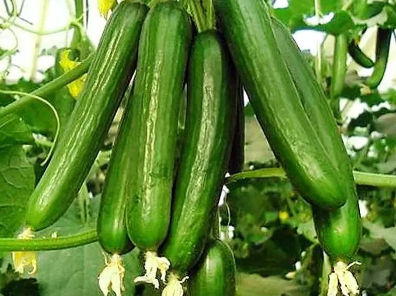 Beit Alpha Cucumber Seeds - 50+ Heirloom Organic Seeds - Persian Lebanese Variety - Fresh Non-GMO