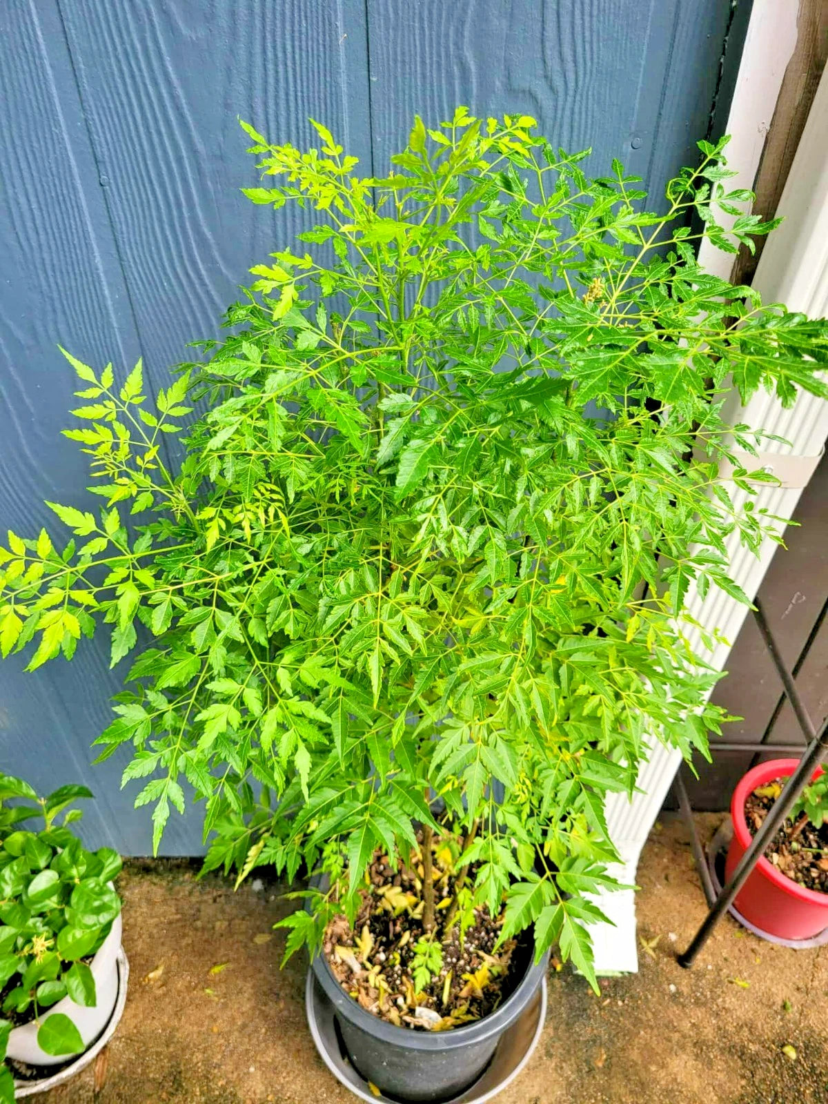 Melia Azedarach Live Plant | Persian Lilac | Rare Tropical Chinaberry | 4" Starter Plant