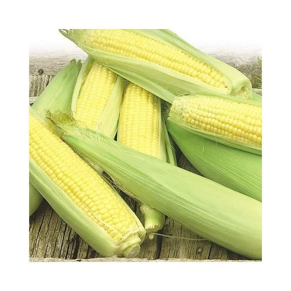 Bulk Sweet Corn Seeds 200 Count Golden Bantam Super Sweet Zea mays