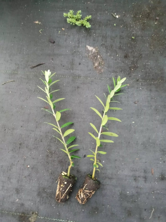 Arbequina Olive Tree Starter Plants - 2 Pack - Olea europaea - Rooted for Easy Growth