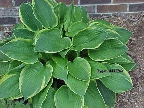 3 Live Hosta Plants - Gold Crown Variety - Sun or Shade Tolerant - Hosta 'Gold Crown'