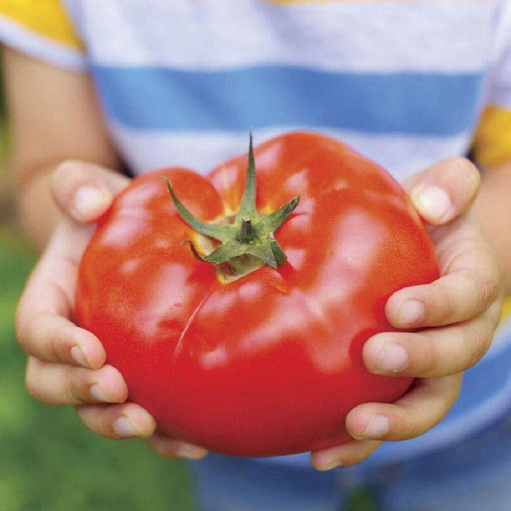 Big Beef Tomato Seeds - 30+ Seed Package - Heirloom Variety - Solanum lycopersicum