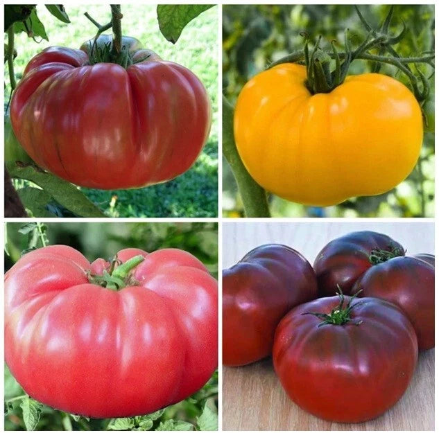 Brandywine Tomato Seeds Mix, 30+ Pack, Non-GMO, Organic, Heirloom, Solanum lycopersicum