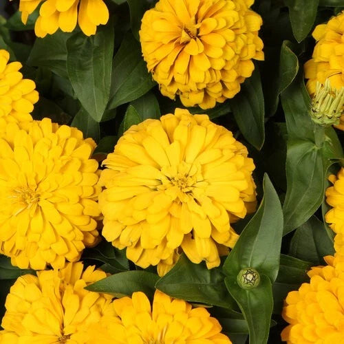Magellan Yellow Zinnia Seeds - 100+ Count - Garden Planting - Zinnia elegans - USA