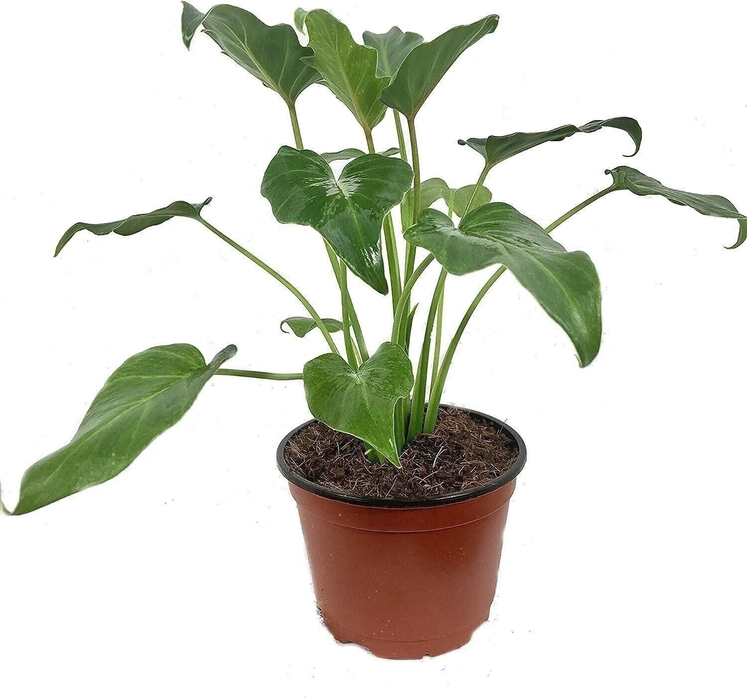 Xanadu Cut Leaf Philodendron - Live Plant in 6 Inch Pot - Philodendron 'Xanadu'