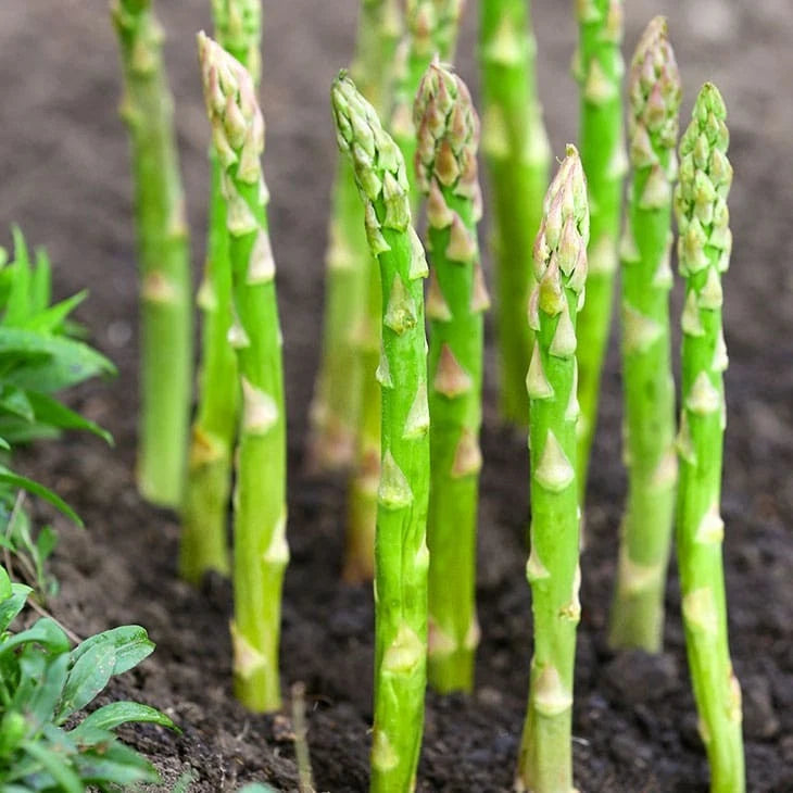 Asparagus Seeds - 100+ Count - Mary Washington Variety - Perennial Gardening - Asparagus officinalis
