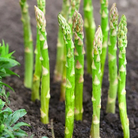 Asparagus Seeds - 100+ Count - Mary Washington Variety - Perennial Gardening - Asparagus officinalis
