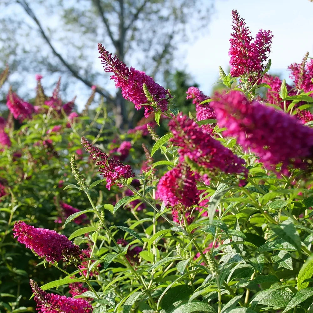 Butterfly Bush Live Rooted Cuttings - 5 Pack Ruby - Fast Growing Pollinator Magnet - Buddleja davidii