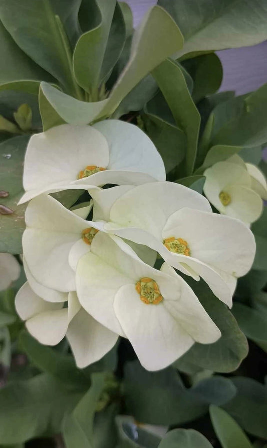 Large Flower White Crown of Thorns Cutting (1 Count, No Roots) - Euphorbia milii, Indoor Plant Propagation