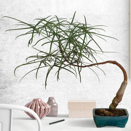 Australian Bottle Tree Live Plant - Brachychiton Rupestris - Rare Bonsai Variety in 2.5" Pot