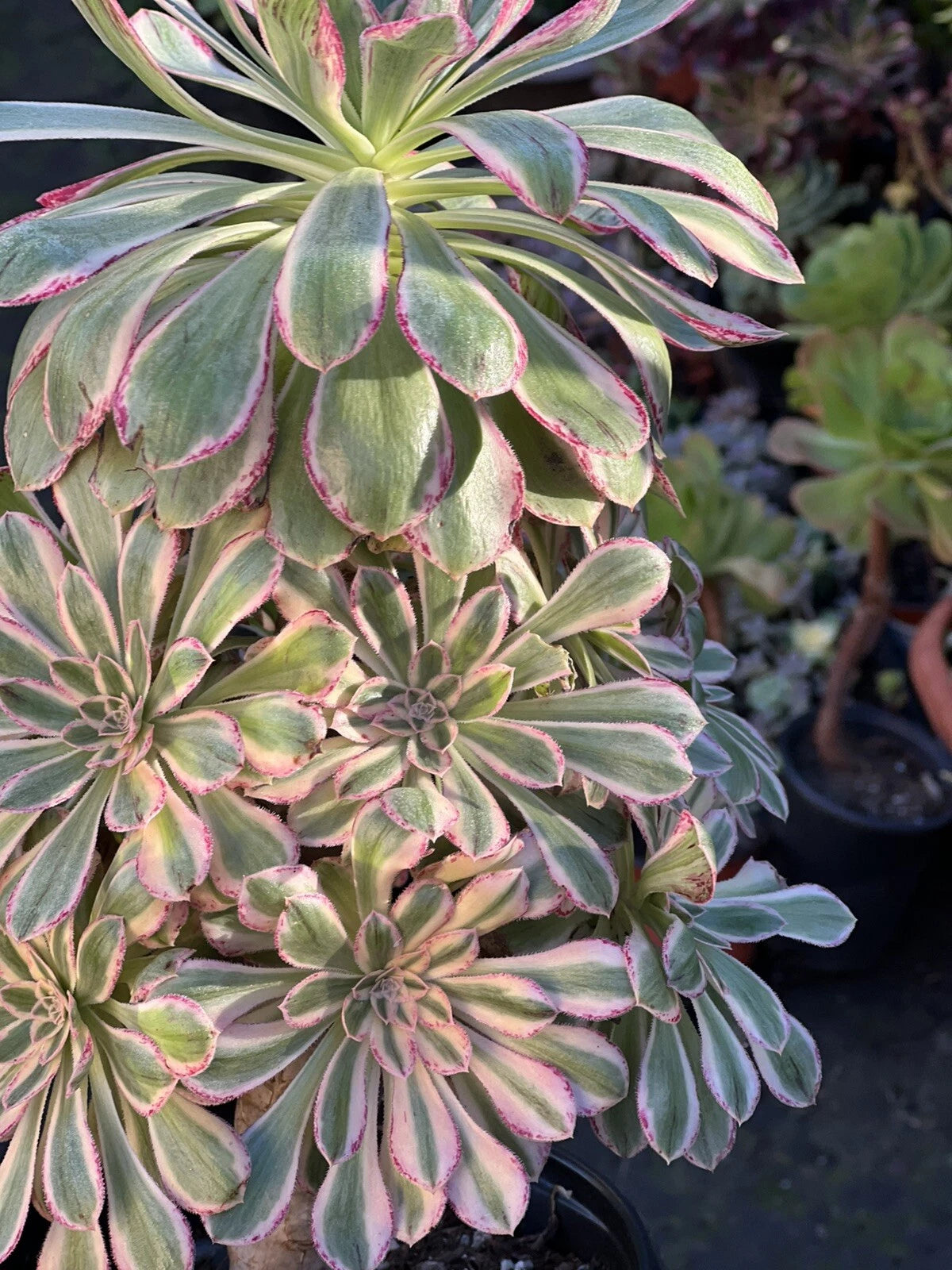 Aeonium Cutting 4-6 Inches Variegated Rubrolineatum V (Aeonium rubrolineatum var. V)