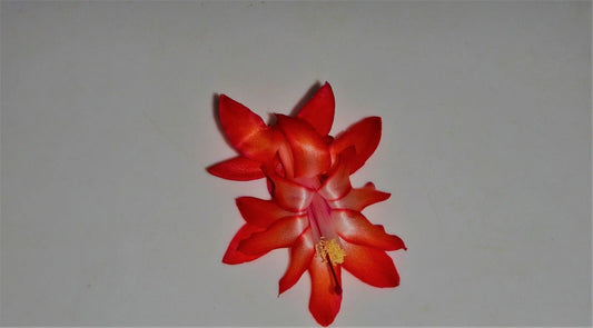 Christmas Cactus Starter Plant - Dragon Fly Variety - Healthy Well-Rooted Schlumbergera Truncata