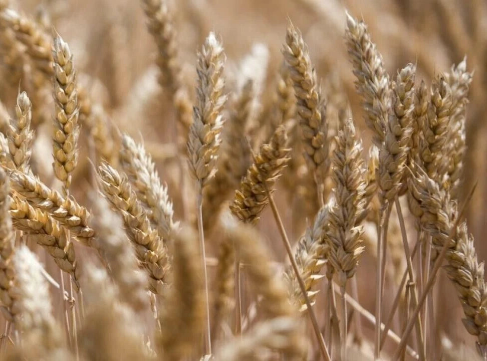 Einkorn Wheat Seeds - 300 Seeds - Organic Ancient Grain - Triticum monococcum