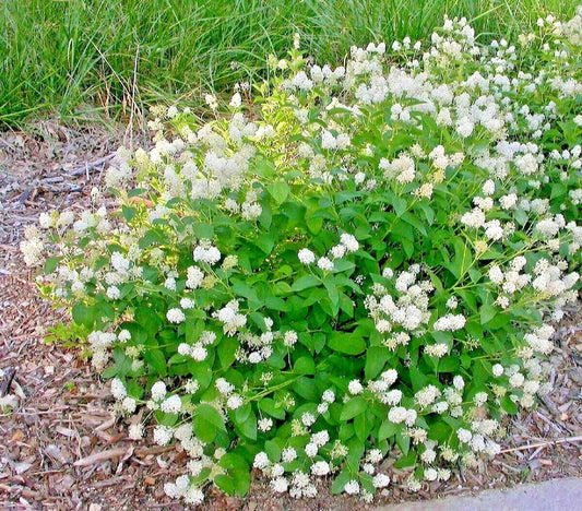 25+ New Jersey Tea Herb Seeds - Native Wildflower for Shade Garden & Container - Ceanothus americanus