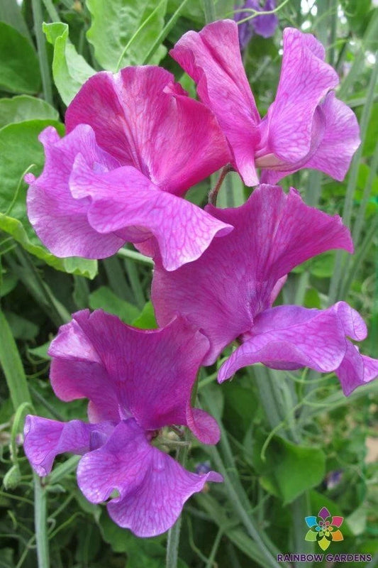 Ian Myers Sweet Pea Seeds - 50+ Pack - Heirloom Garden Seeds - Lathyrus odoratus - USA, Free Shipping