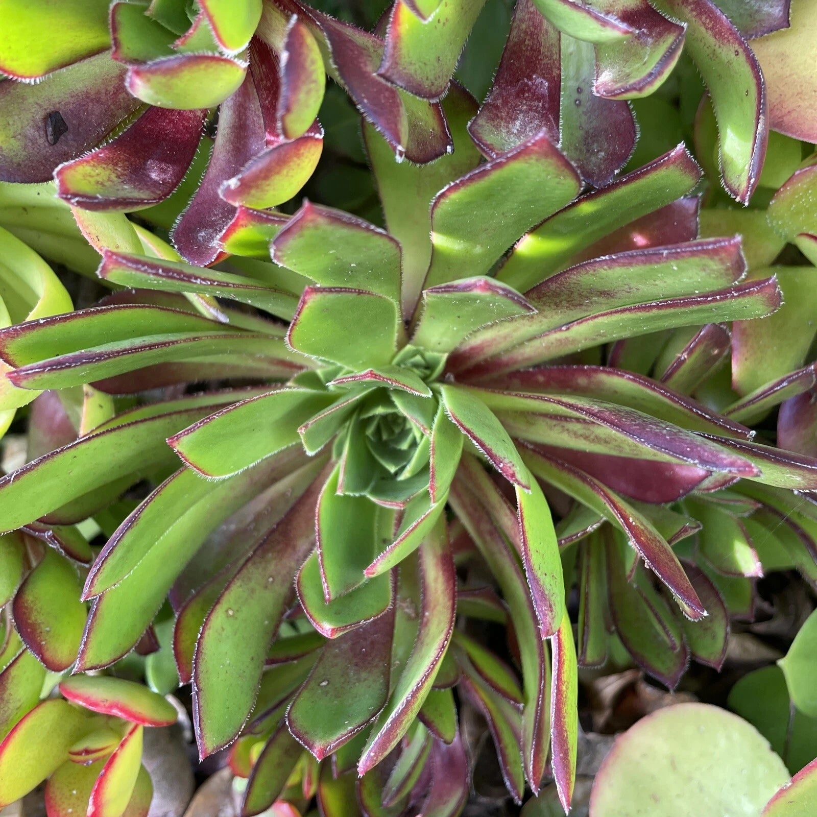 Aeonium Cuttings - 3 Purple Merlot Rare Cultivar - Low Mounding Foliage - Succulent Plant