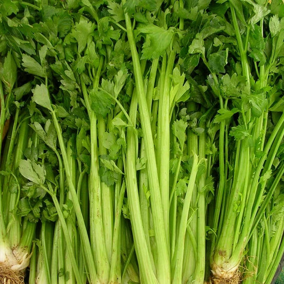 Celery Seeds | Non-GMO Heirloom | Tall Utah 52-70 Variety | Free Shipping | 1114