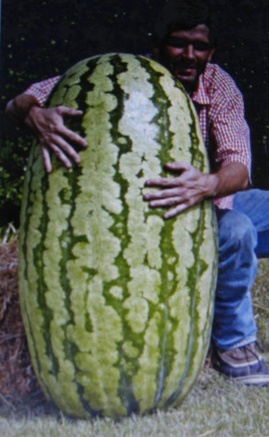 Bulk 50 Seeds Competition Watermelon Cross Hybrid Medicinal (Citrullus lanatus)