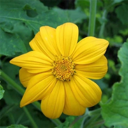 10x Mexican Sunflower Cuttings 8 Inches Tithonia Diversifolia Tropical Plant
