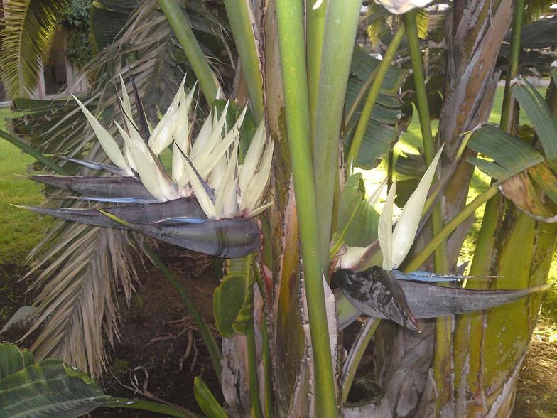 Bird of Paradise Seeds - Giant White Variety - Strelitzia reginae - 7 Seeds - GroCo USA - Buy 15 Ships Free