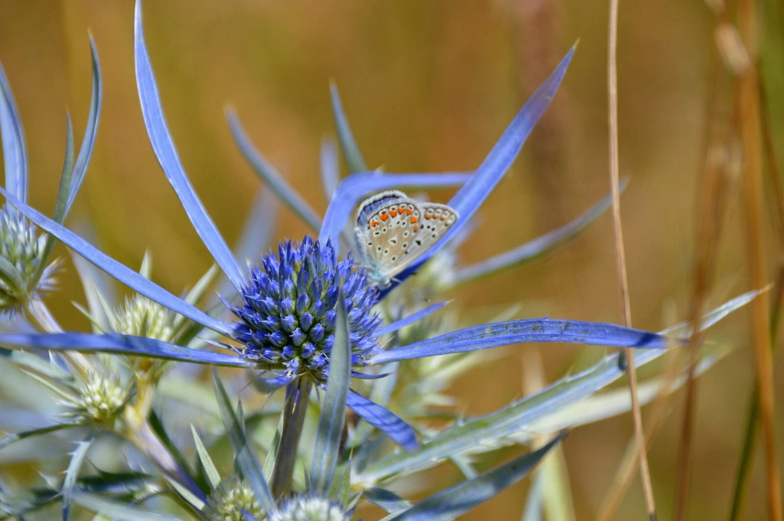Blue Star Sea Holly Seeds - Eryngium Planum - 25+ Seeds - Florist Choice - Drought Tolerant Perennial