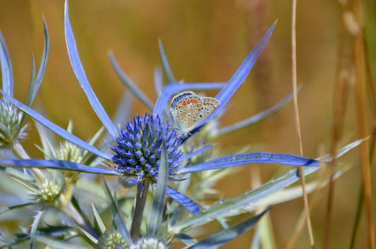 Blue Star Sea Holly Seeds - Eryngium Planum - 25+ Seeds - Florist Choice - Drought Tolerant Perennial
