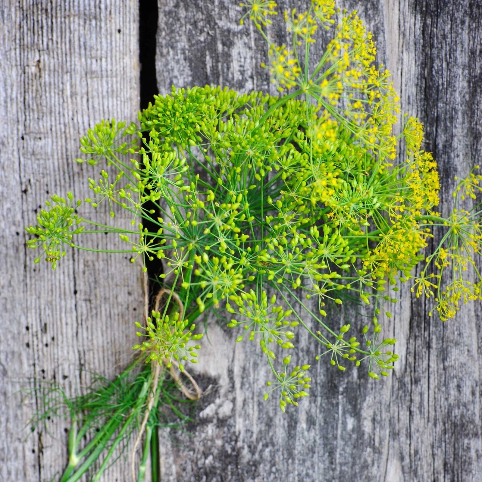 4000 Dill Seeds - Long Island Mammoth Non-GMO Heirloom - Anethum graveolens - USA Seller, Free Shipping